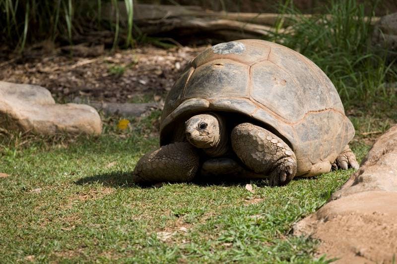 Patches was believed to be in her 70s or 80s at the time of her passing (Photo courtesy of Zoo Atlanta).