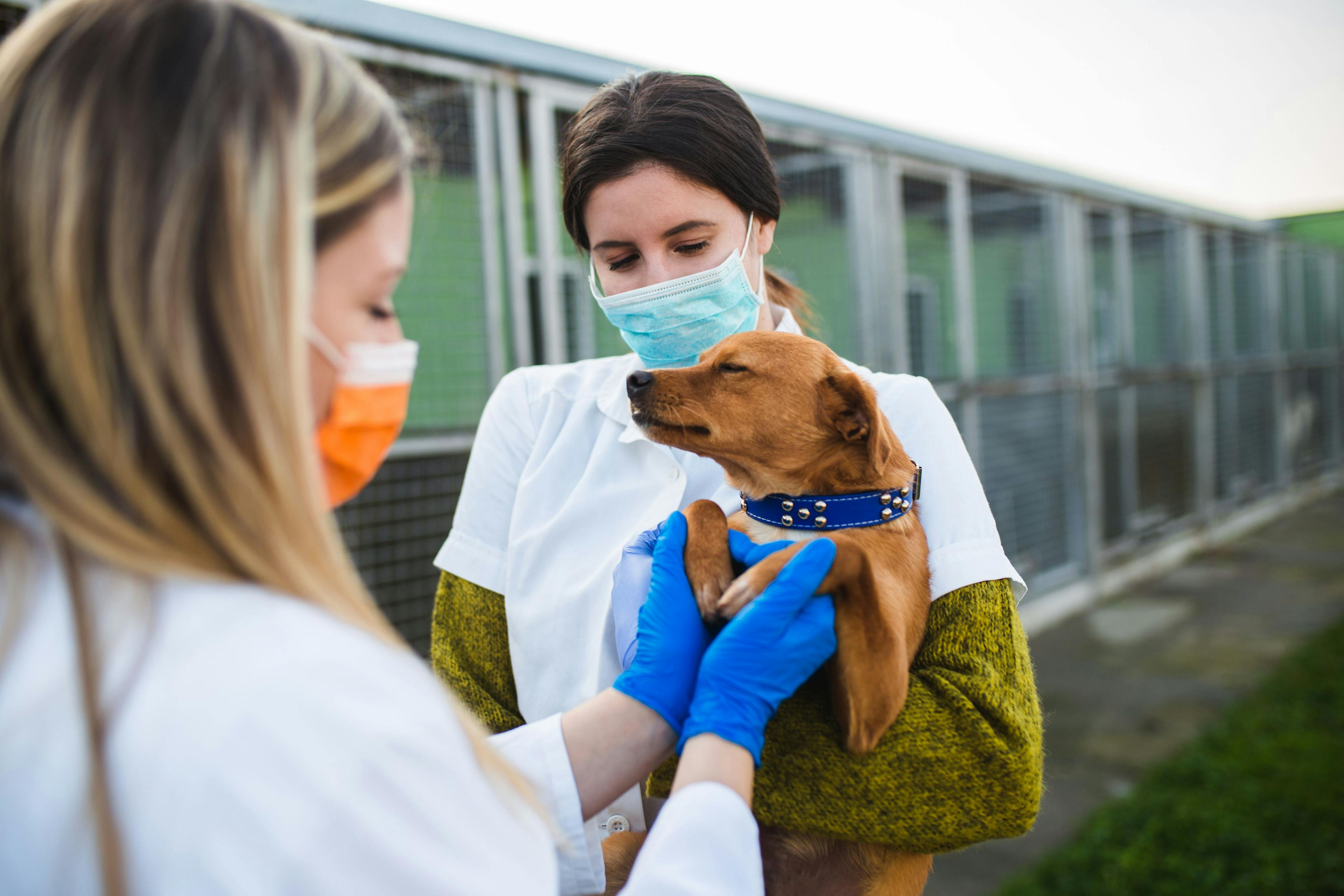 Veterinary shelter medicine