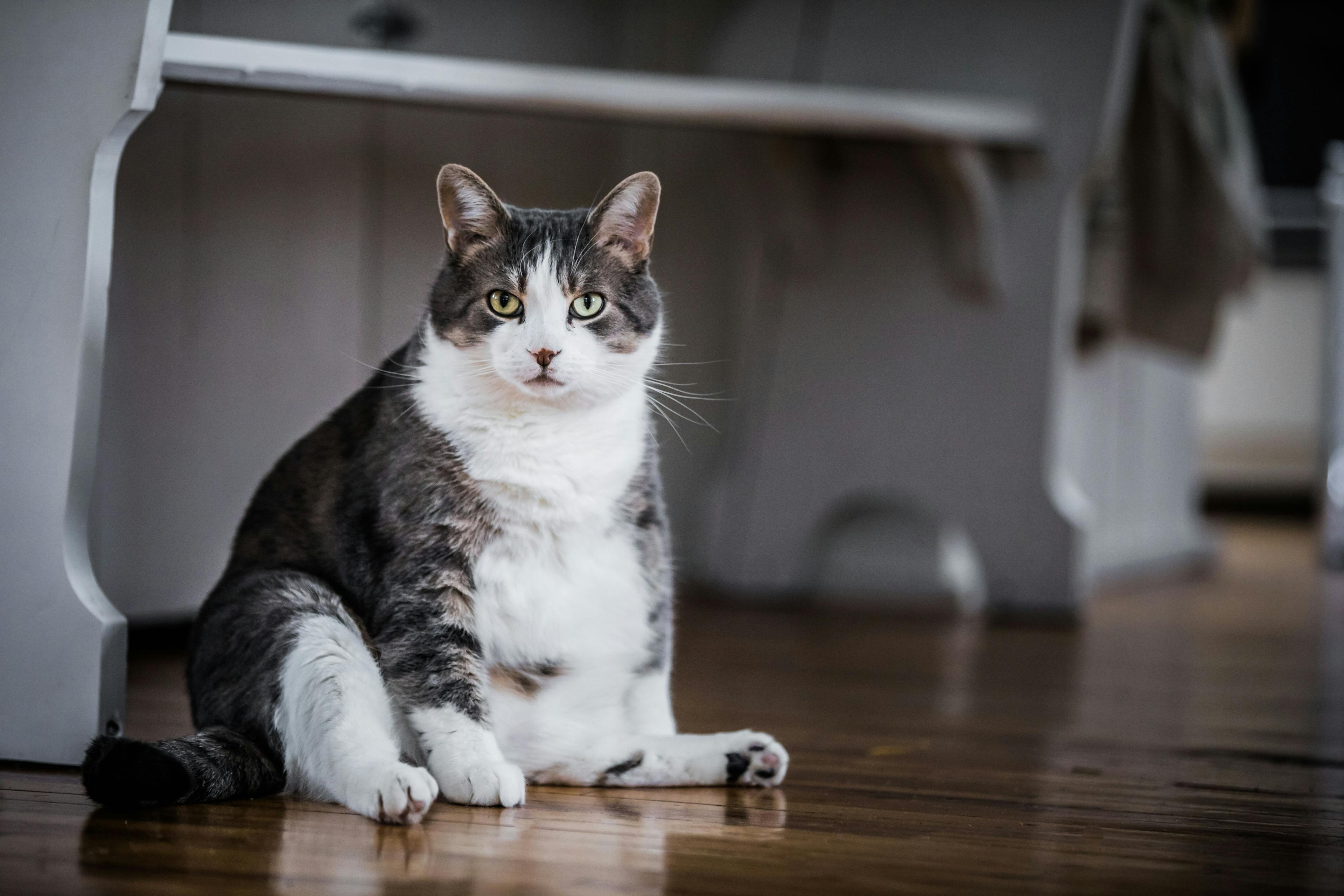 Obese cat sitting down