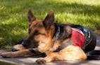 Service Dogs May Lower Stress Levels of Veterans With PTSD