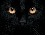 veterinary-cat-face-black-167611391-824938-1404217722183.jpg