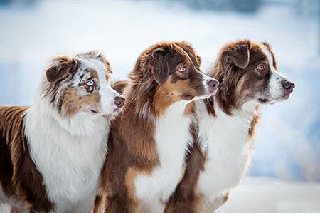 veterinary-australian-shepherd-dogs-snow-winter-AdobeStock_101275149-body.jpg