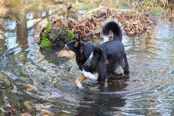 dog in flood waters