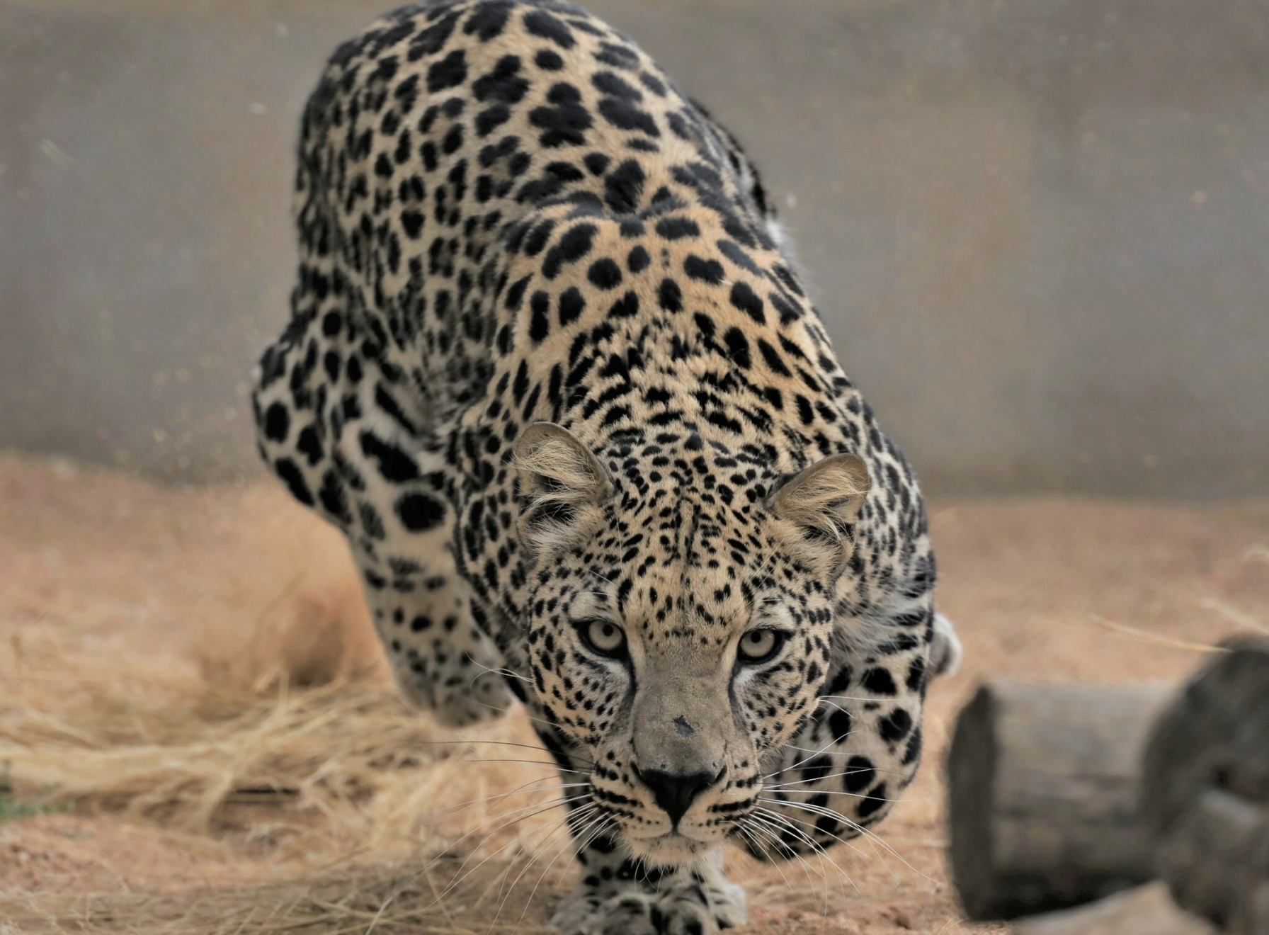 Second annual Arabian Leopard Day recognizes these magnificent big cats 