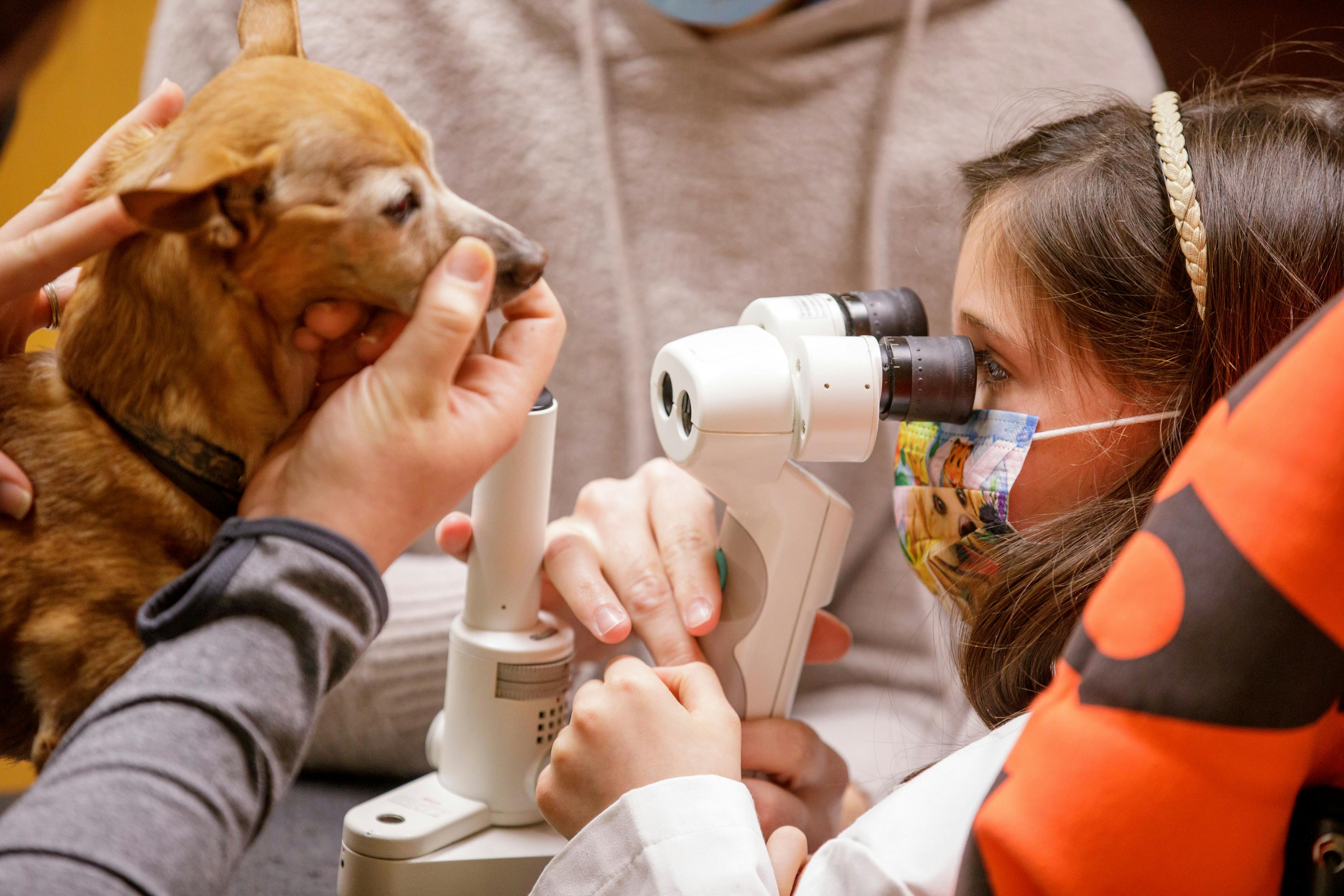 young girl veterinarian performing wellness exam on dog
