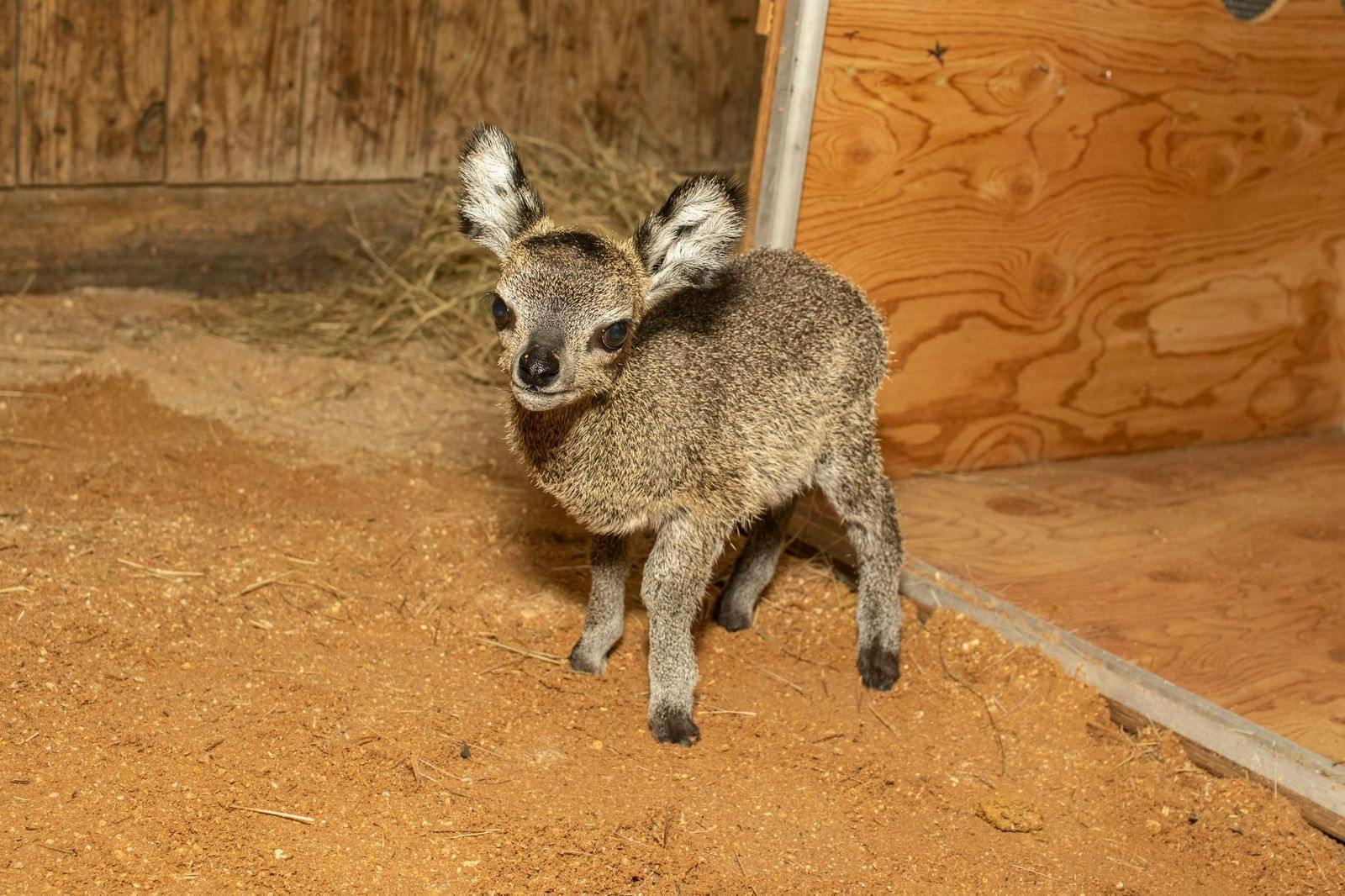 Meet the newest member of the Brevard Zoo family: A pint-sized klipspringer calf