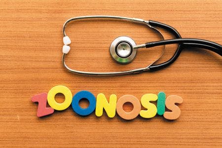 veterinary-zoonosis-colorful-word-with-stethoscope-on-wooden-background-442474681-body.jpg