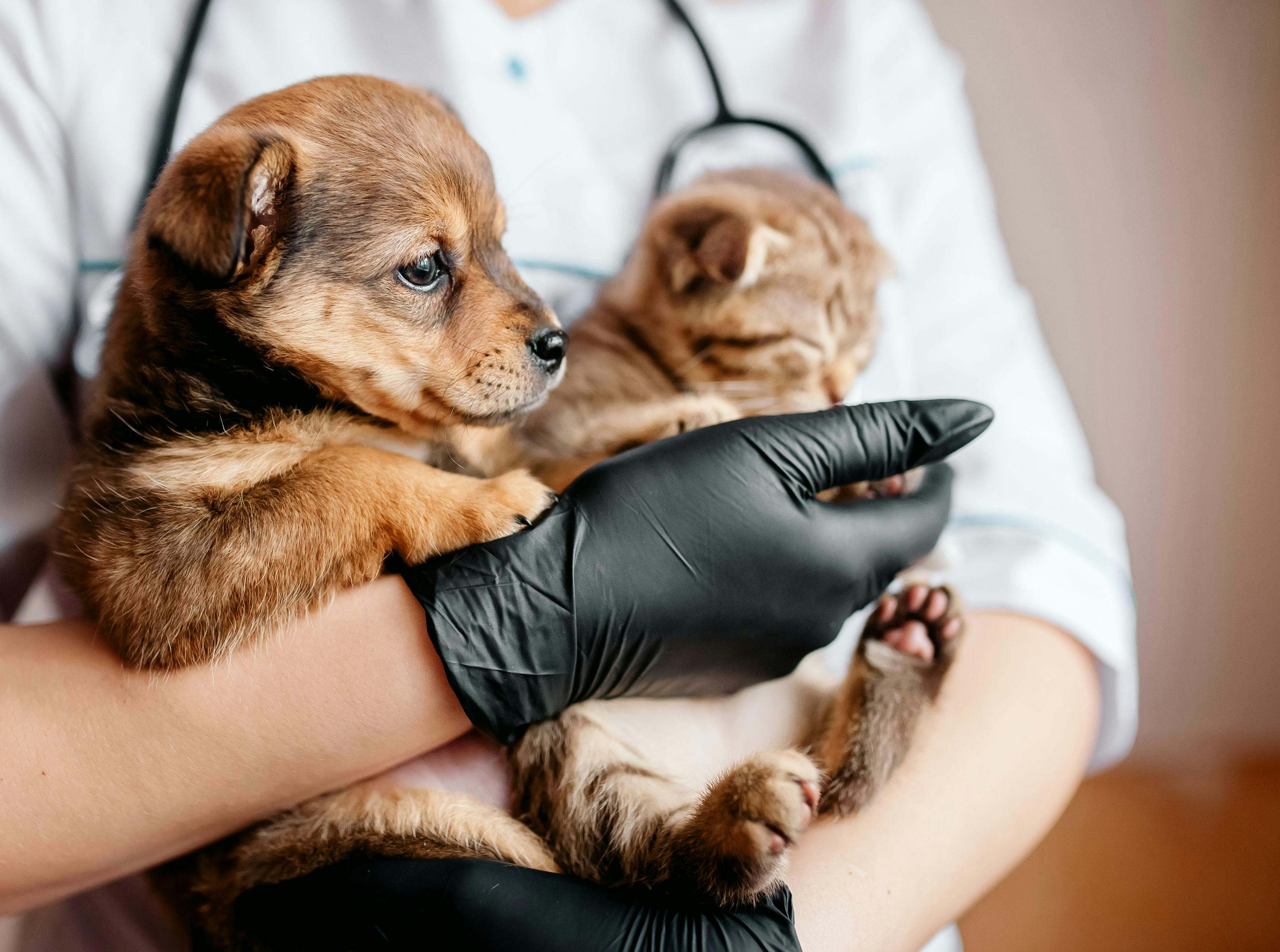dermatitis research cat and dog