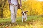Dog Bacteria Could Possibly Reduce the Risk of Obesity in Owners