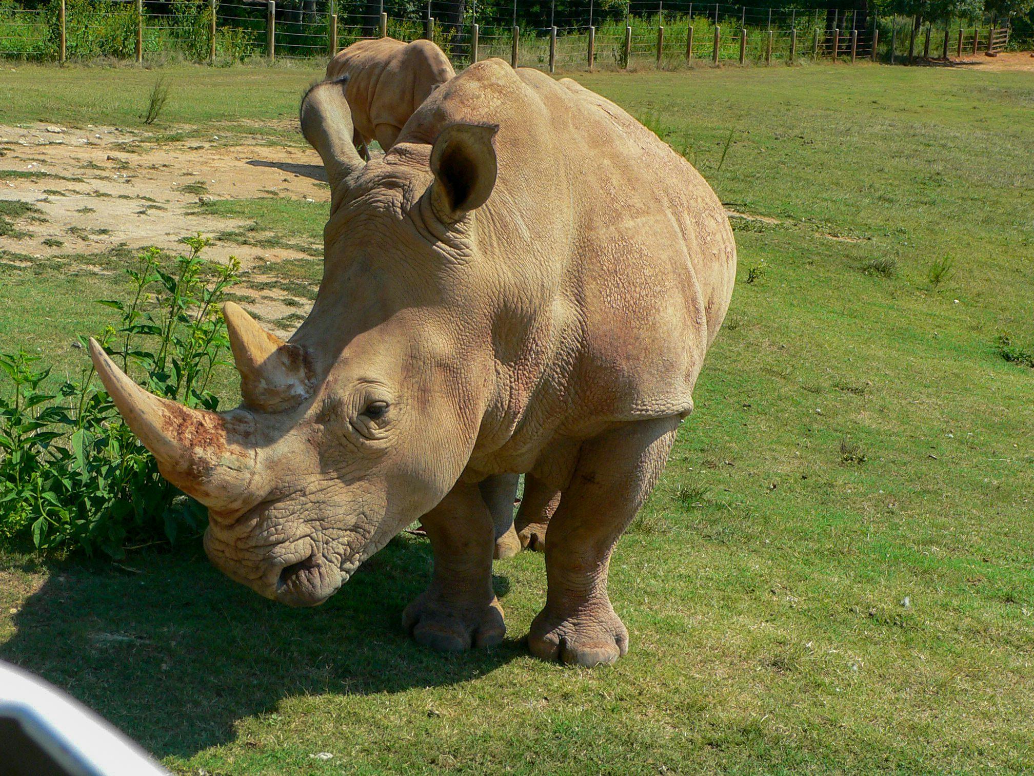 Southern white rhinoceros at North Carolina Zoo passes away
