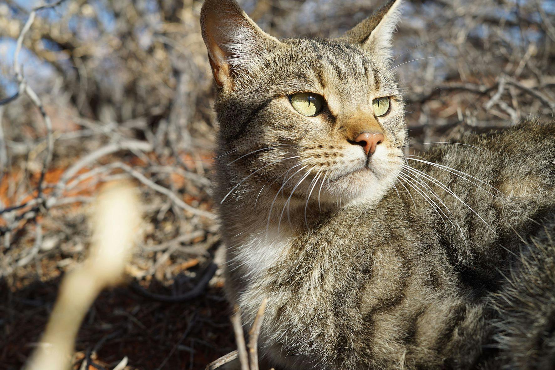 Report recommends actions to save Australian wildlife from cats