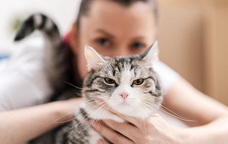 veterinary-cat-pet-owner-recommendations-AdobeStock_254252515-450.jpg
