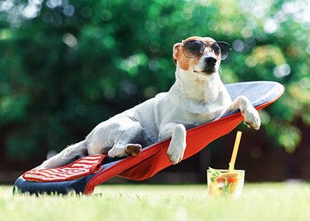 veterinary_dog_lounging_sunbathing_sunglases.jpg