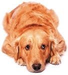 veterinary-dog-golden-sad-155446162-844550-1404210747074.jpg