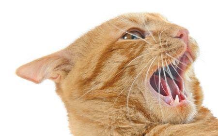 veterinary-cat-ginger-angry-bite-hand-177033046_450_new.jpg