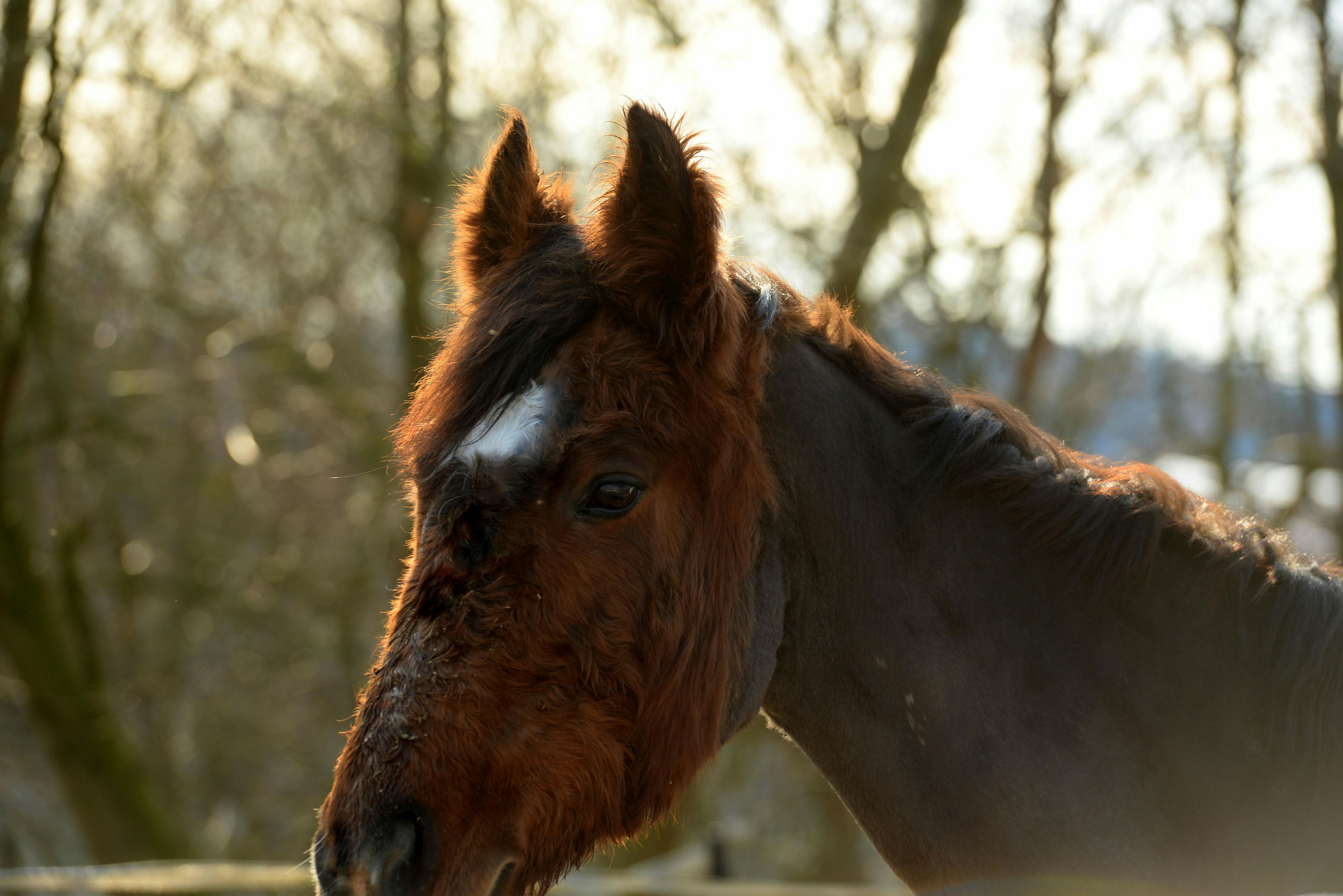 Horse with Cushing disease