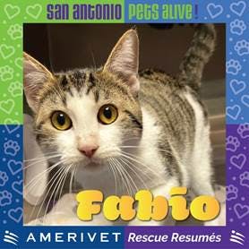 Fabio, one of the cats up for adoption at San Antonio Pets Alive. (Photo courtesy of AmeriVet)