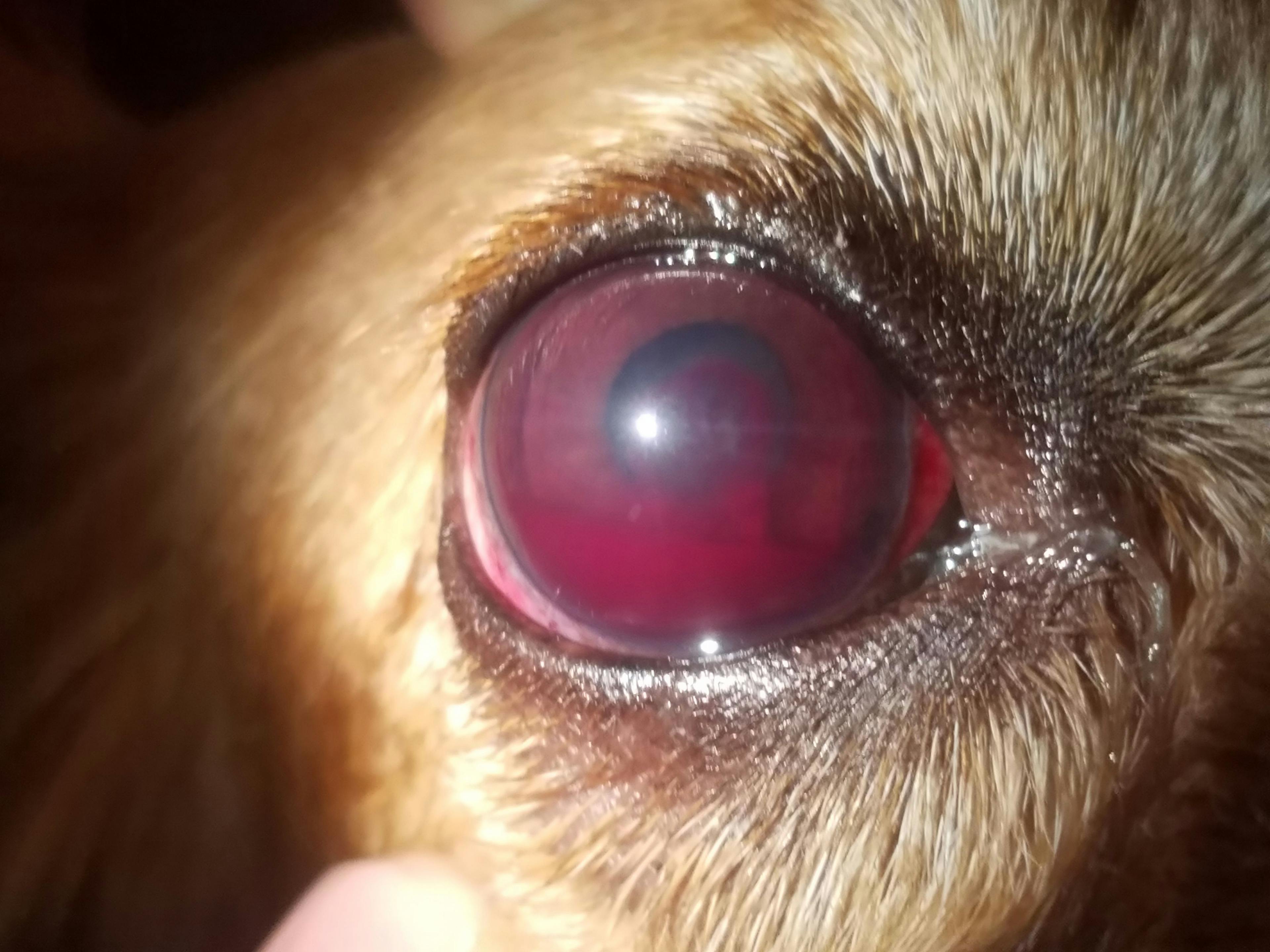 Figure 7. Hyphema due to Ehrlichia canis infection leads to loss of aqueous humor transparency.