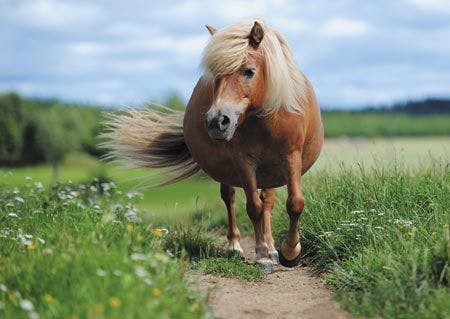 veterinary-shetland-pony-in-the-meadow-450px-shutterstock_409059778.jpg