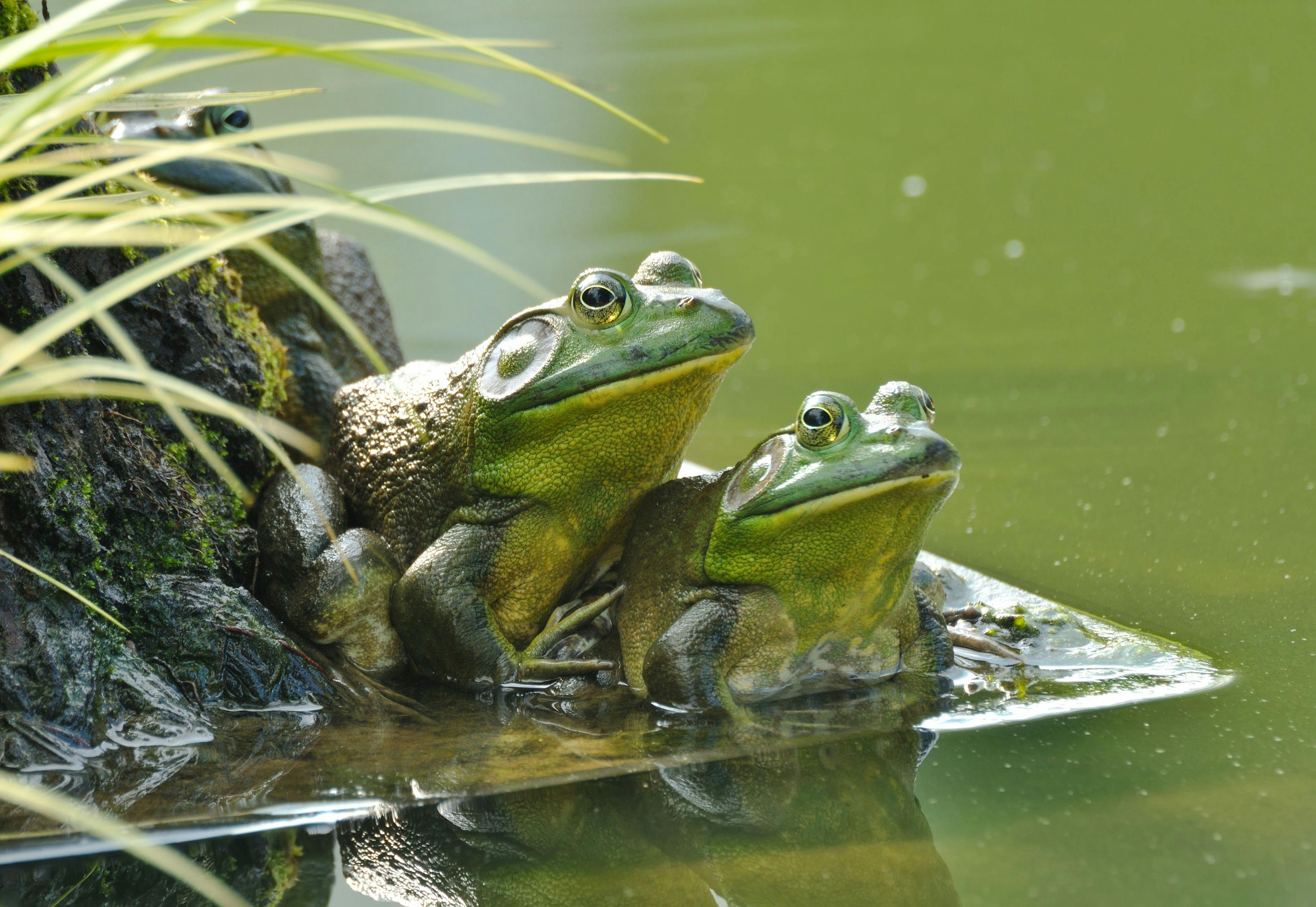 Morris Animal Foundation and Revive & Restore team up to support amphibian life