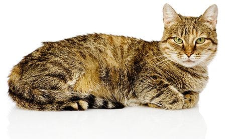 veterinary-big-cat-lying-on-side-AdobeStock_56748465-body.jpg