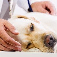 Veterinarians Asked to Focus on Animal Pain Awareness in September