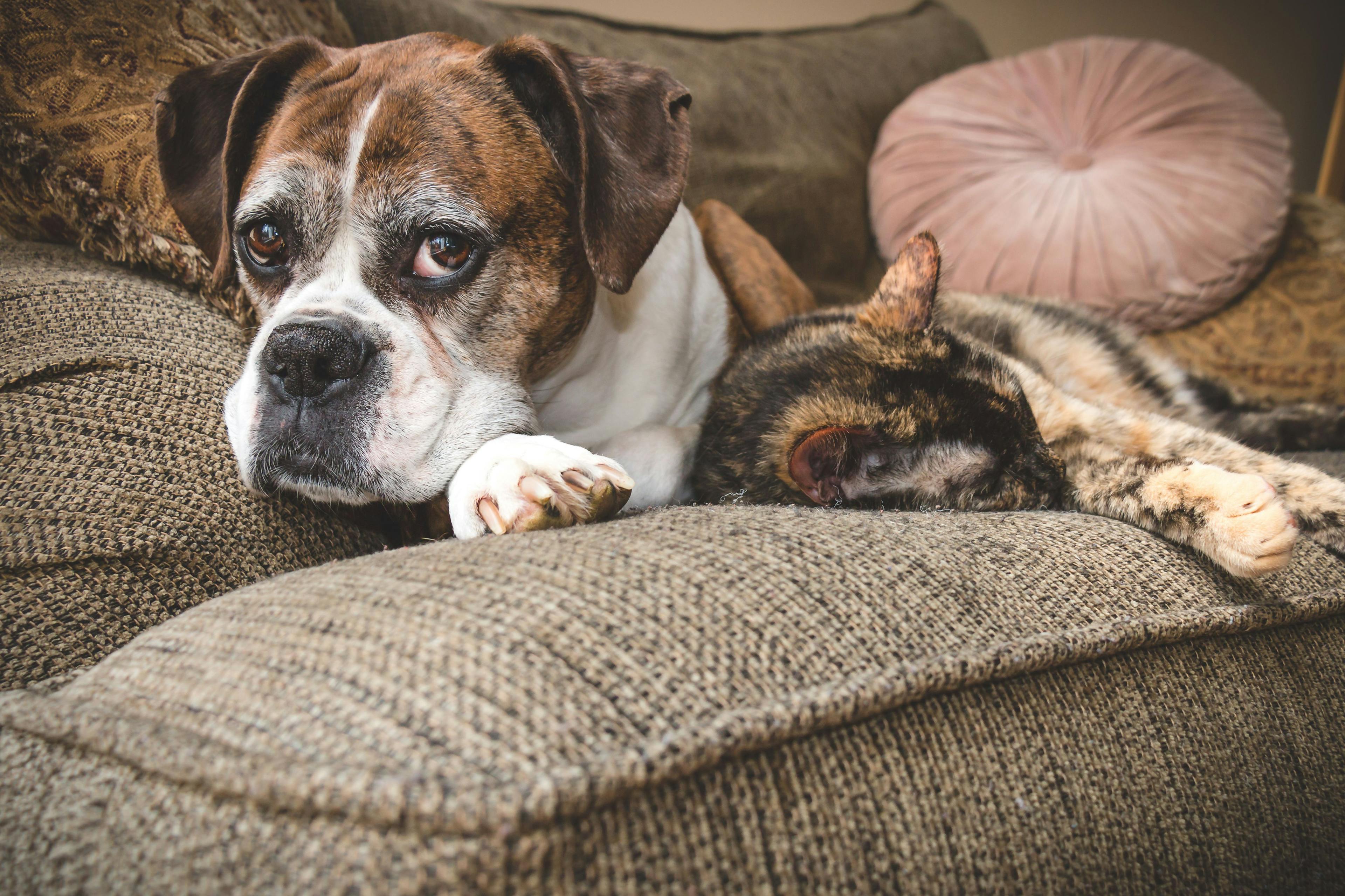 AAHA announces new senior care guidelines for dogs and cats 