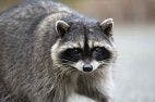 CDC Reports Neurologic and Ocular Disease Caused by Raccoon Roundworm Infection
