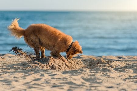 veterinary-dog-digging-on-beach_AdobeStock_232597832-450.jpg