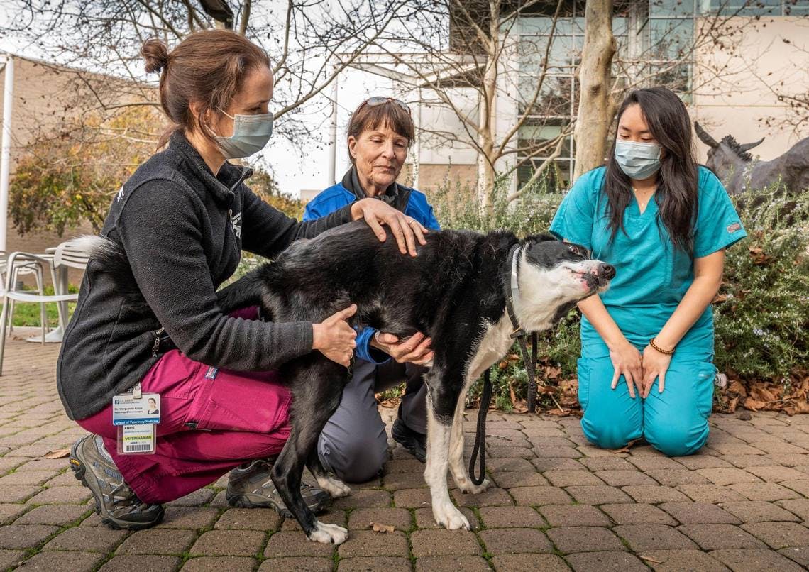  ‘Just a miracle’: Paralyzed border collie begins to walk again after UC Davis surgery