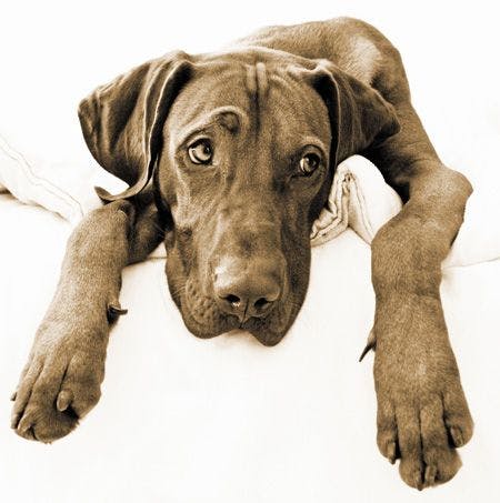 veterinary-dog-vizsla-sad-87912154_450.jpg
