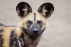 The Sneezes Have It: Rallying African Dog Pack Movement