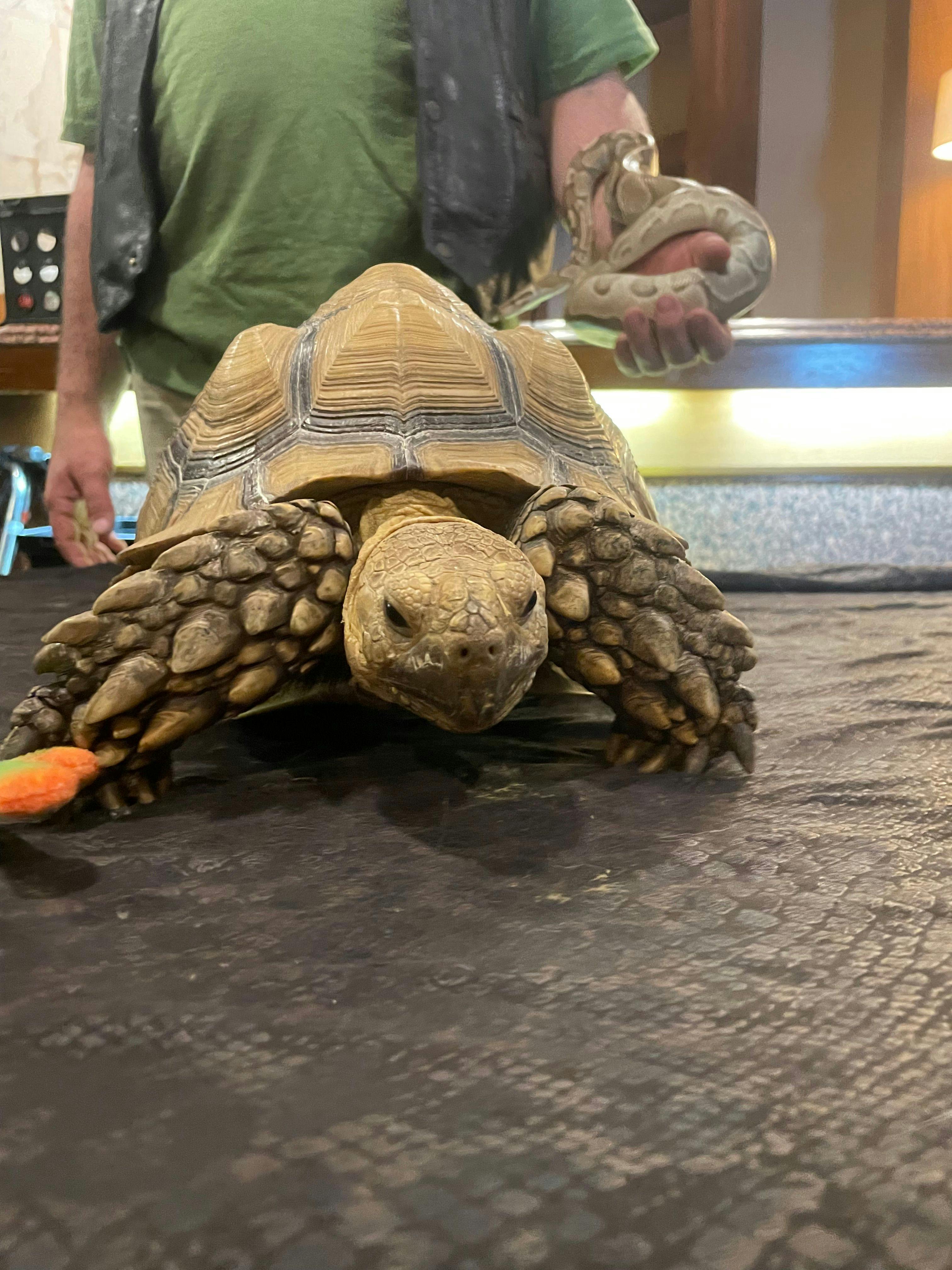 A tortoise at the DIVM reptile reception. 