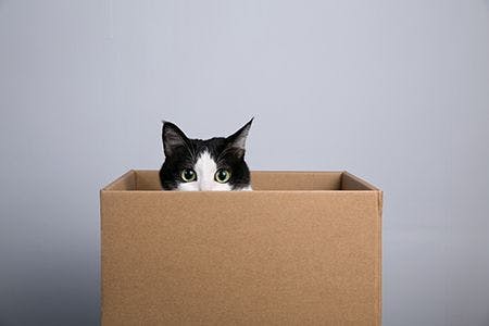 veterinary-cat-inside-of-box_AdobeStock_199376114-450.jpg