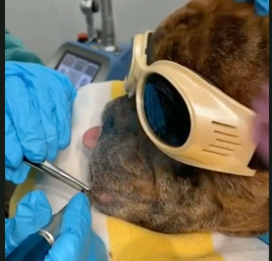 Veterinary laser surgery in action