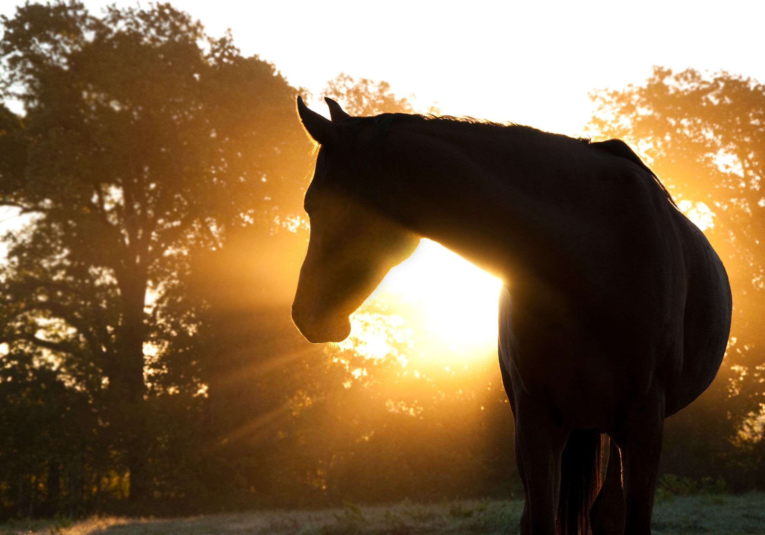 3 Must-reads on equine medicine 