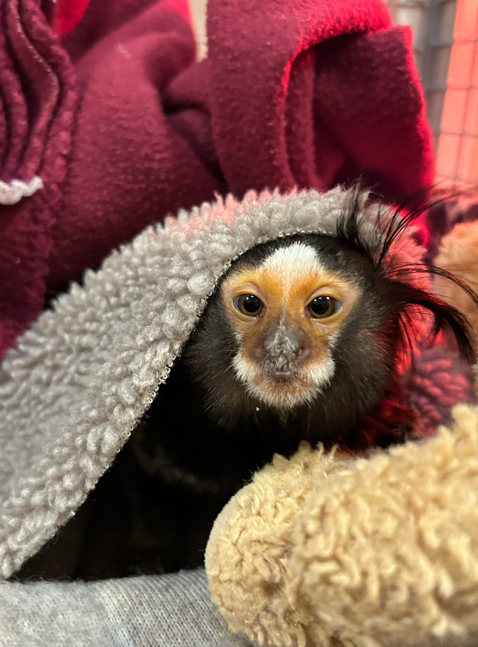 Zoo cares for illegally owned marmoset monkey 