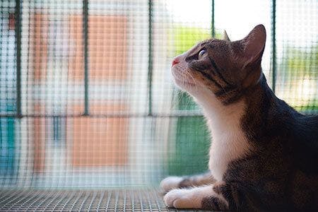 veterinary-cat-net-gaze-outside-AdobeStock-163645971-450px.jpg