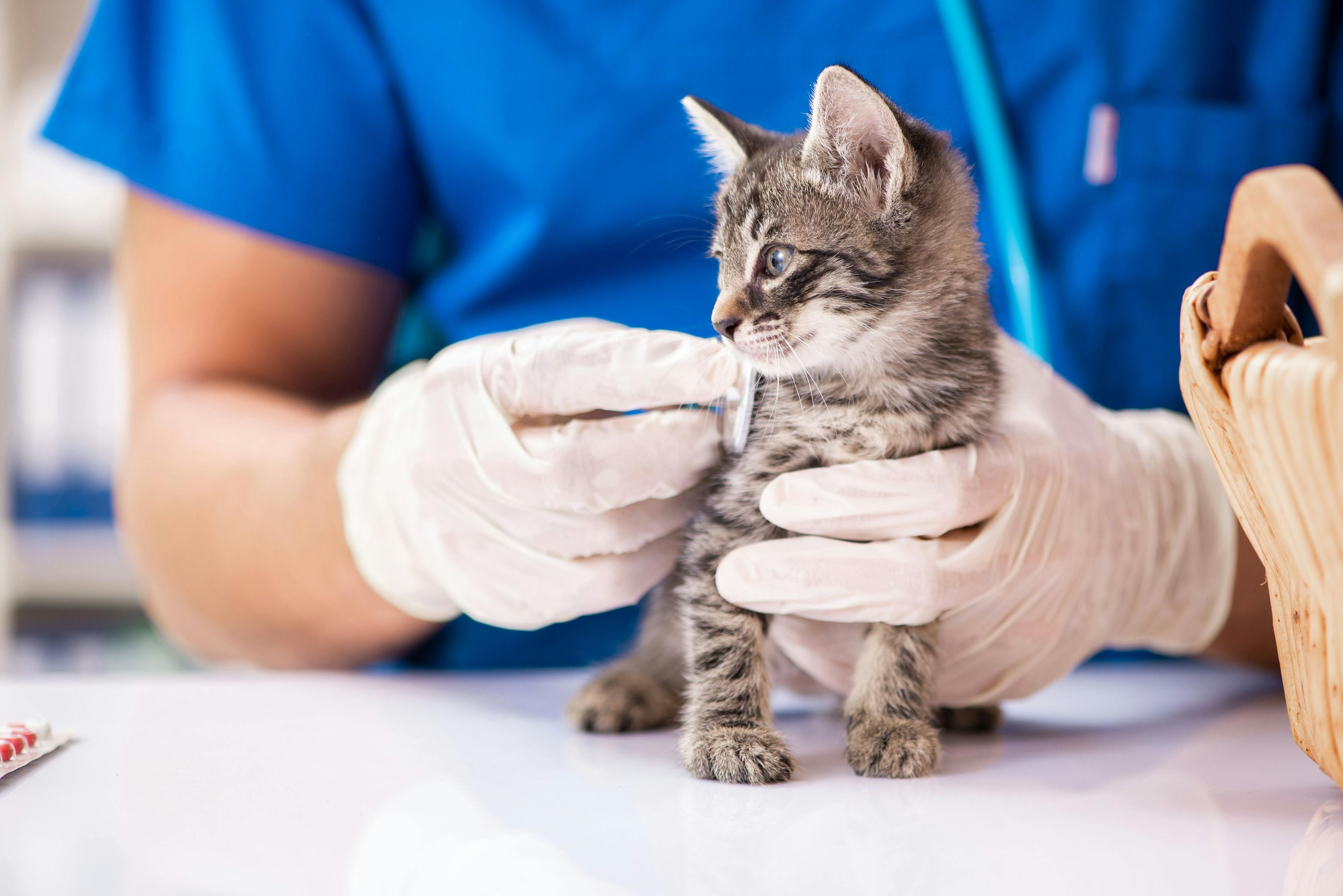 Morris Animal Foundation funds 6 new feline studies