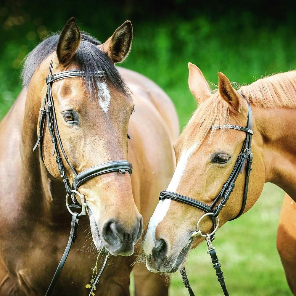 This product is designed to help safely manage a wide range of equine skin conditions (Photo courtesy of Zarasyl).