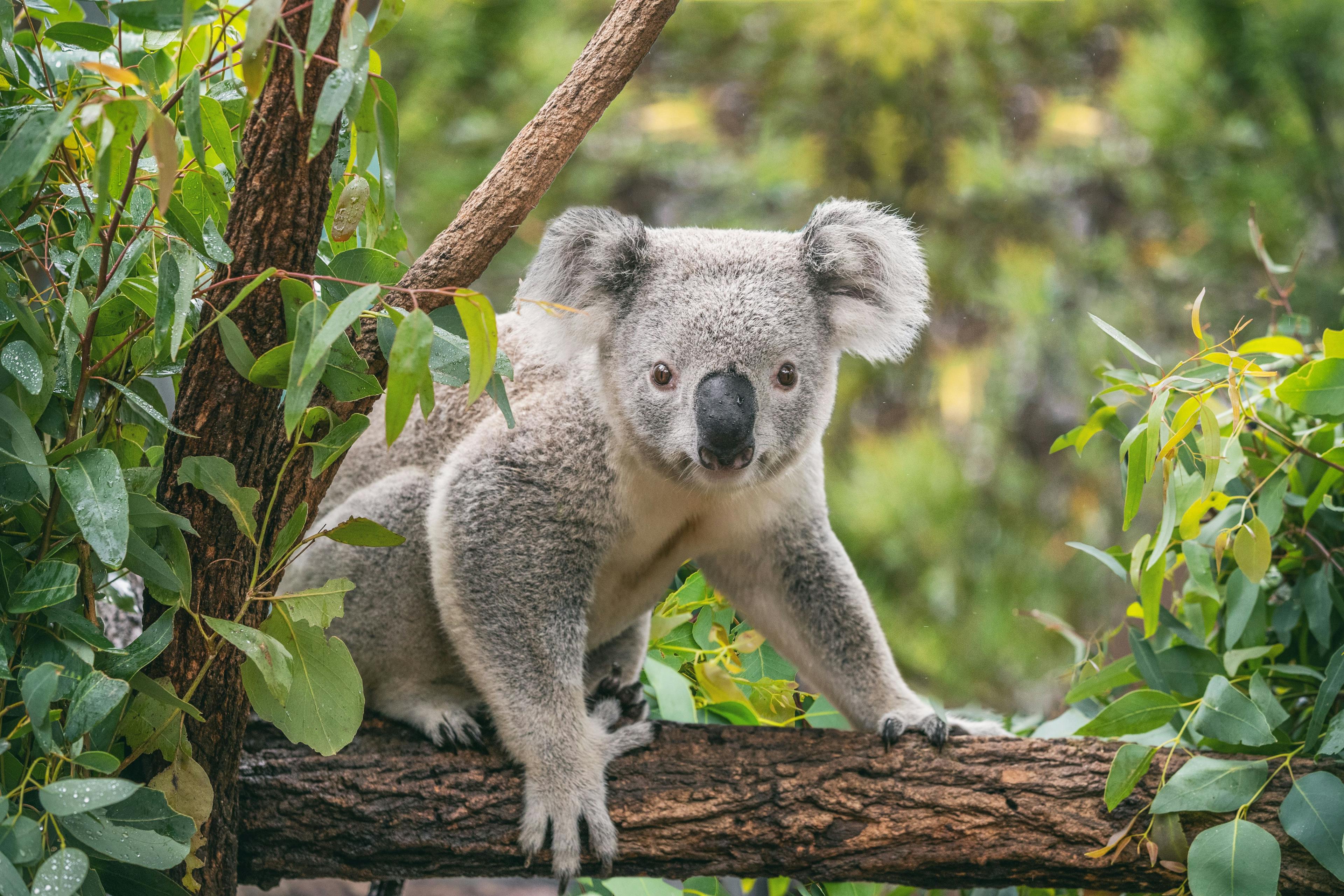 Healthy koala on a eucalyptus tree