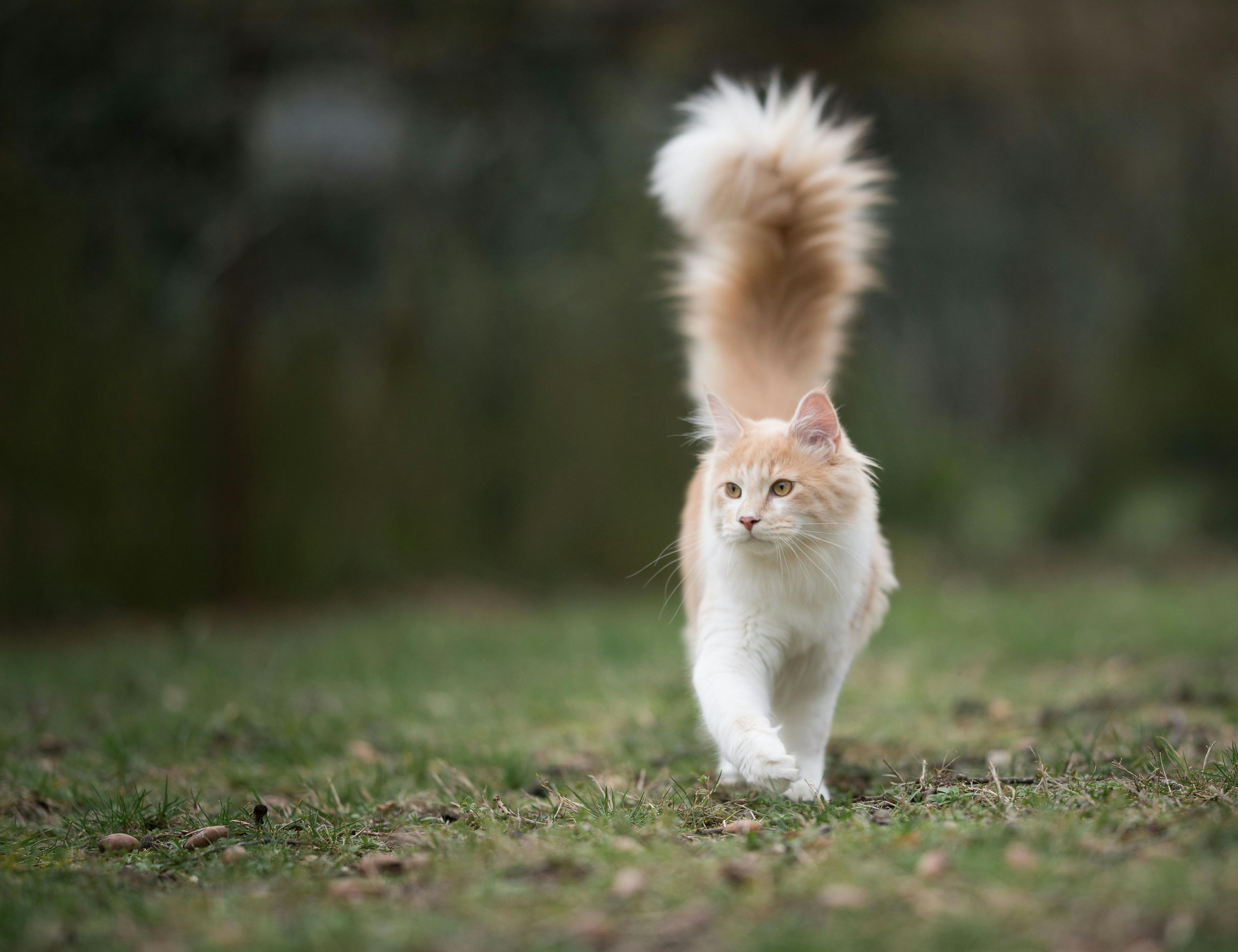 orange and white furry cat walking outside 