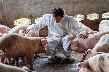 Veterinary-pig-hogs-one-health-vet-AdobeStock_253679288_450.jpg