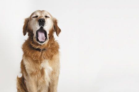 veterinary-dog-big-yawning-450px-shutterstock-101742082.jpg