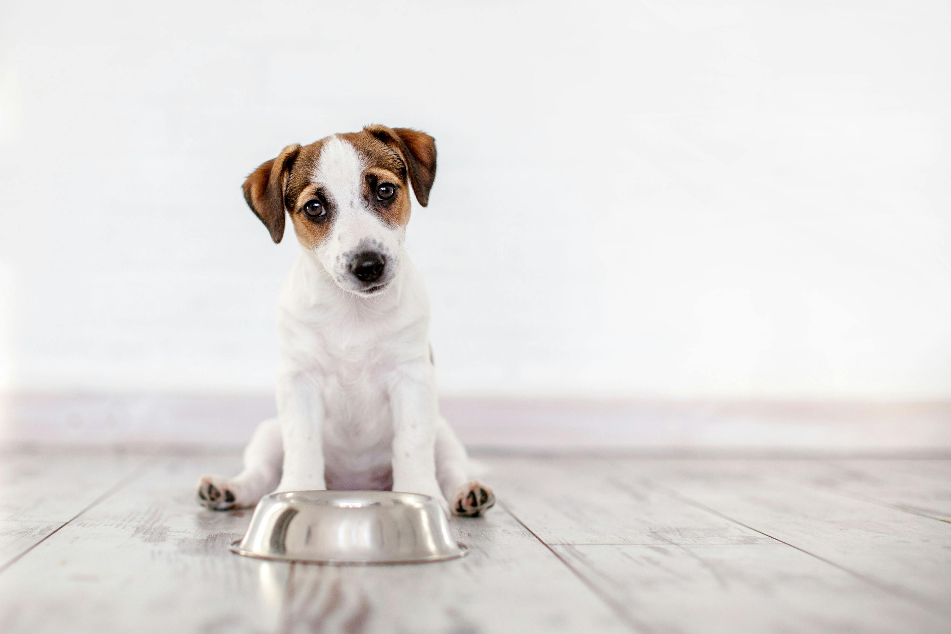 Patent-pending ingredient to serve as alternative protein source for pet food