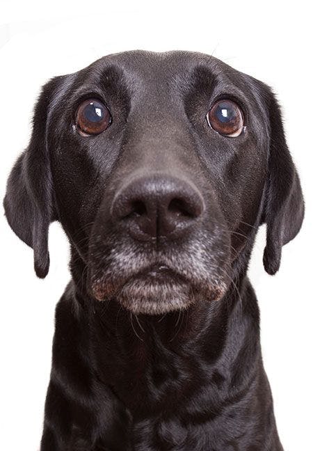 veterinary-scared-shocked-startled-dog-AdobeStock_103819131-450.jpg