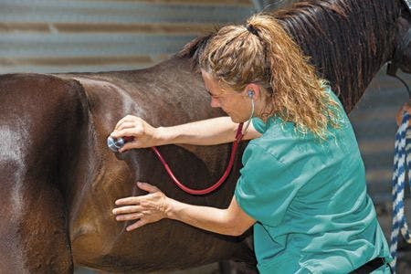 veterinary-young-veterinarian-conducting-a-review-to-a-young-colt-450px-shutterstock-460655473.jpg