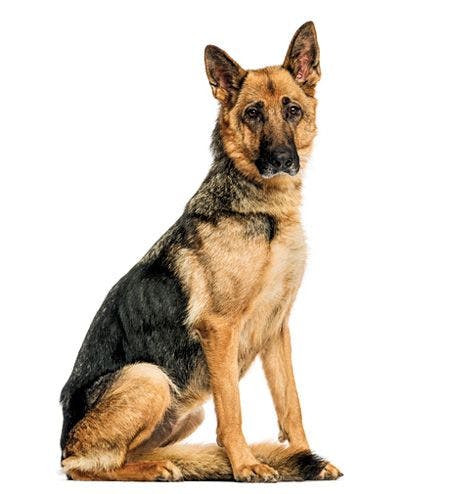 veterinary-Old-skinny-German-Shepherd-dog_450px_465100997.jpg