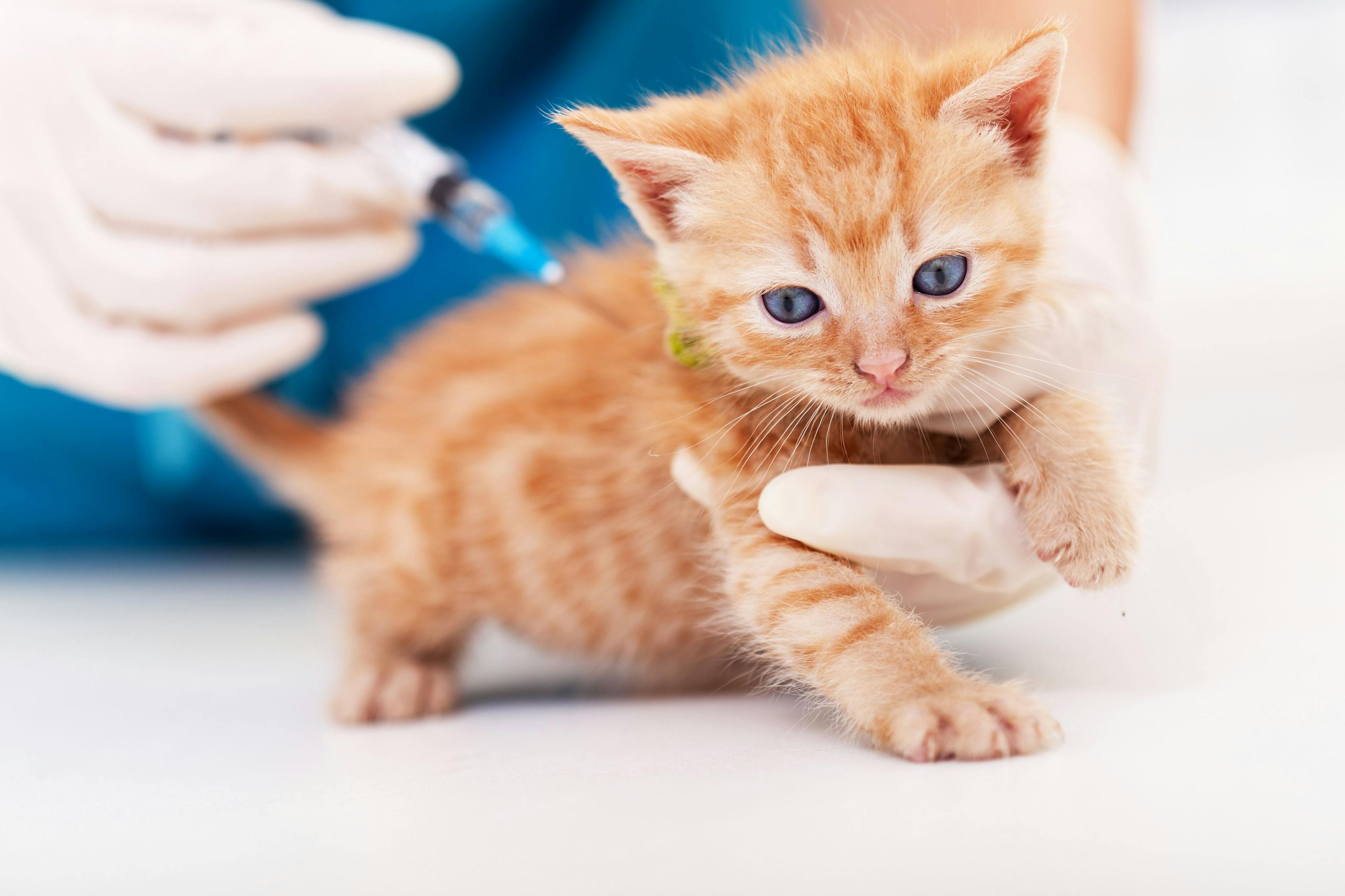 Kitten receiving a vaccine