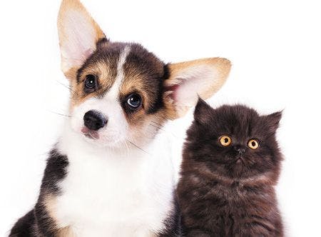 Veterinary_Puppy-and-kitten_451057821_450.jpg